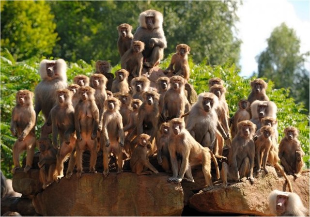 На хинди Bandar значит «обезьяна», а log — «народ»