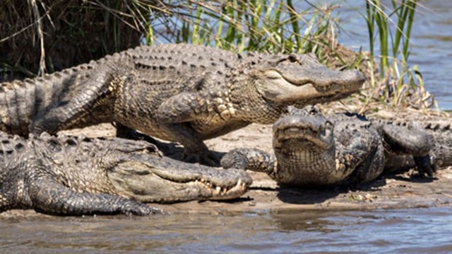 Кличко покусали аллигаторы во время кормления