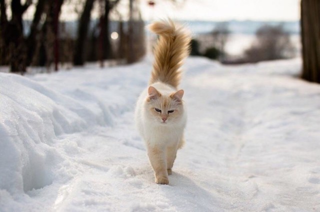 Почему кошки живут сами по себе, а не в стае