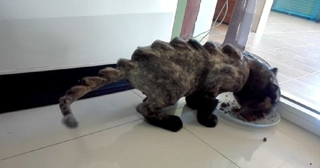 Новый тренд в Таиланде:  стрижка кота под динозавра