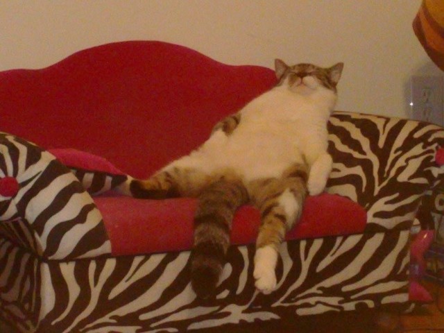 Без кота и жизнь не та