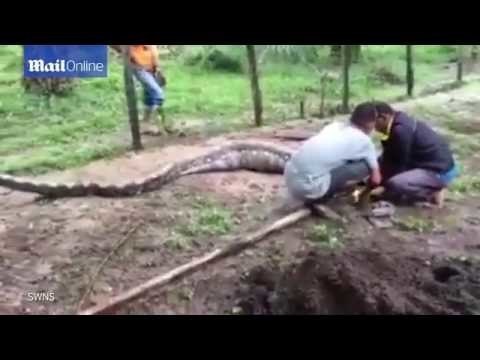 Питон съел двух коз