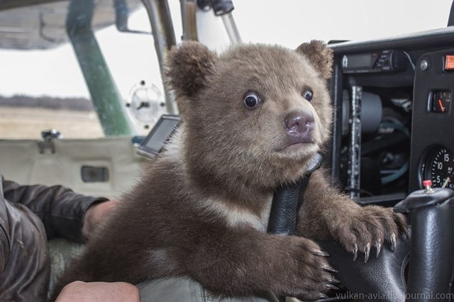  Под Тверью авиаторы соорудили берлогу для медвежонка Мансура