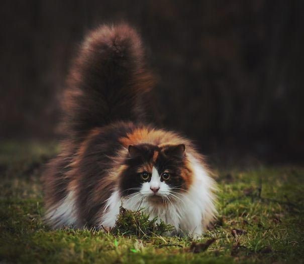  Коты огромные, но добродушные