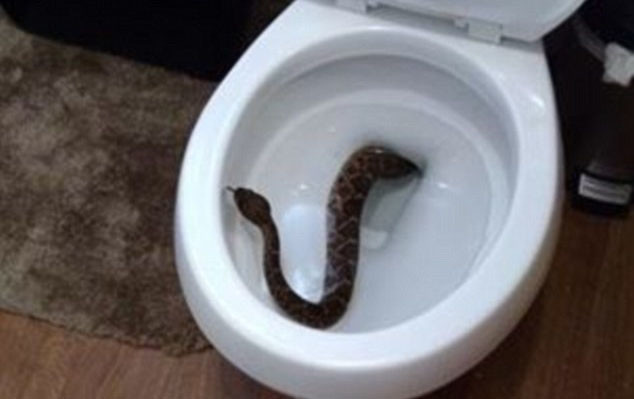  Они обнаружили у себя в туалете гремучую змею, и это было только начало