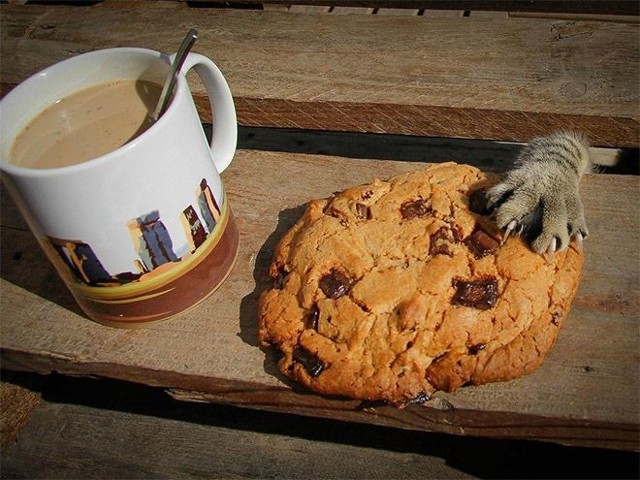 В каждом коте живет маленький дьявол