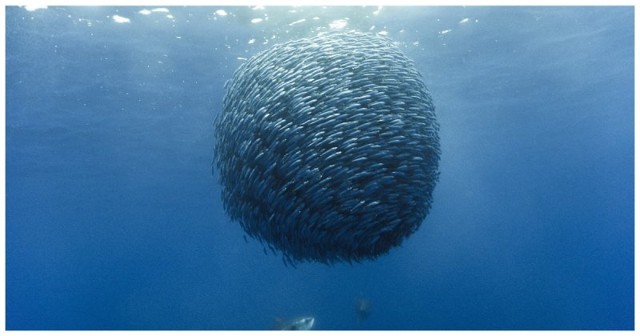 Десятки тысяч рыб образуют живые торнадо для защиты от хищников