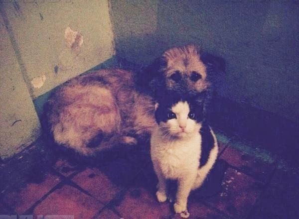 Кошка, взявшая шефство над собакой в Таганроге 