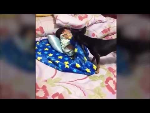  Собака заботится О малыше