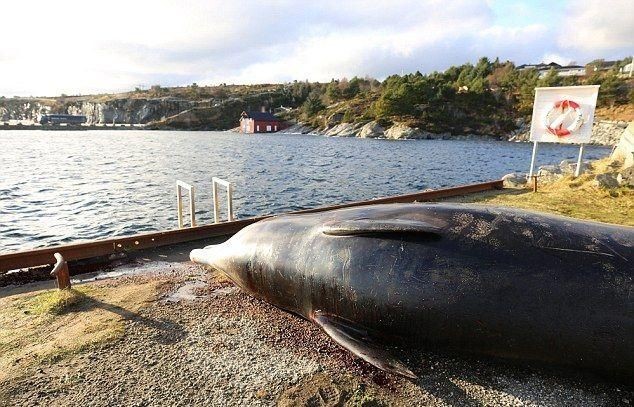  В желудке мертвого кита был целый склад пластиковых пакетов