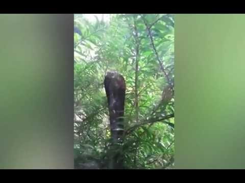 Кобра пыталась разбить головой окно, чтобы добраться до котят