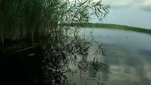 Подводная жизнь в обычной российской реке
