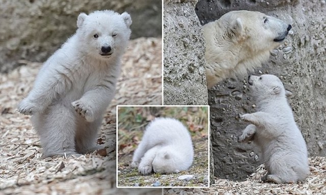 Белый медвежонок в зоопарке Мюнхена делает первые шаги