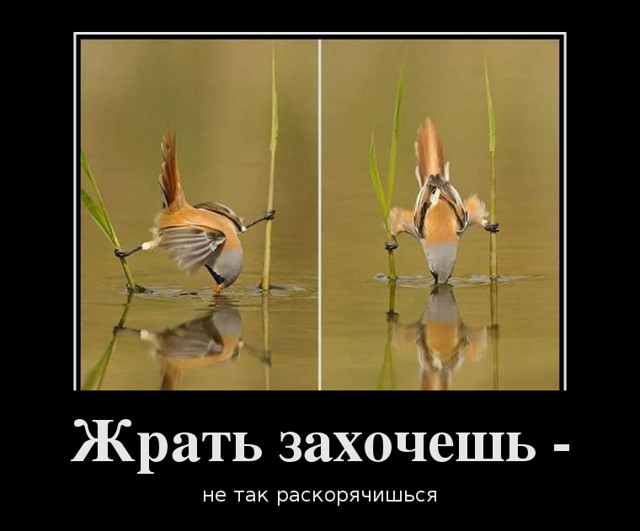  Подборка демотиваторов, которые поднимут вам настроение