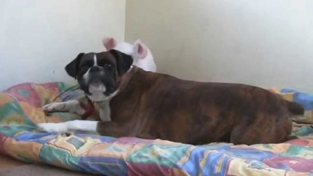 Оставили поросенка наедине с собакой. То, что случилось после — просто невероятно