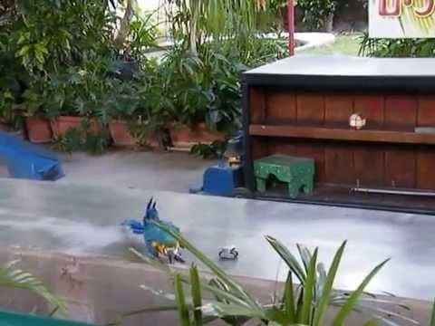 Шоу дрессированных попугаев