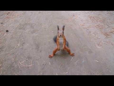 Досмотр на лесной дороге