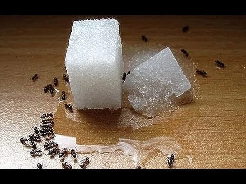 Как избавиться от муравьев за пару секунд, без ядохимикатов!