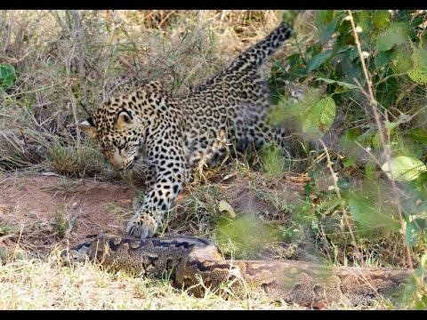 Захватывающее зрелище: смертельный поединок между леопардом и гигантским питоном