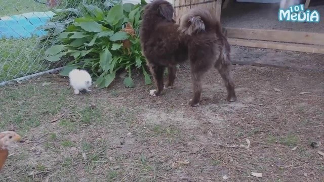 Котопесные кубы