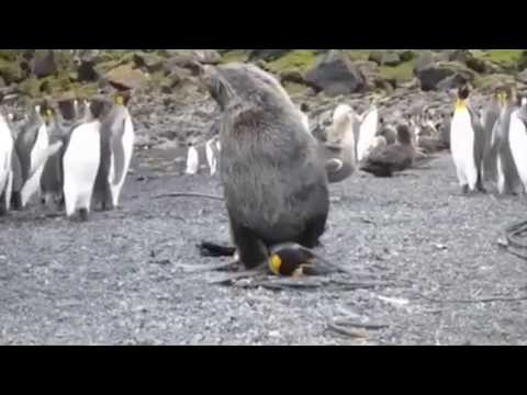 Морской котик топчет вожака пингвинов