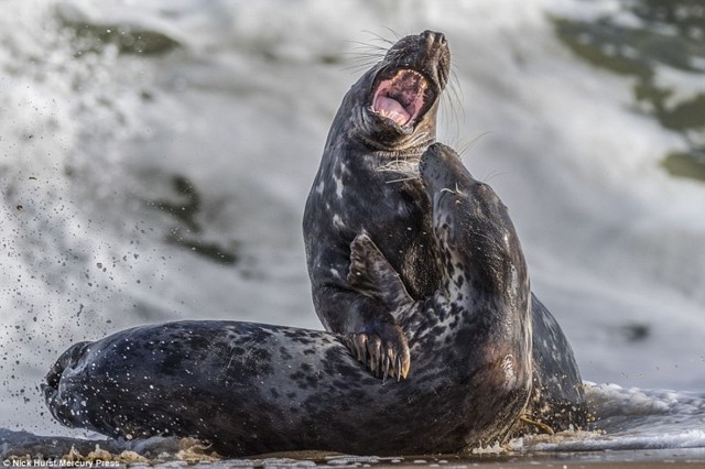 Боевая ничья: схватка двух тюленей