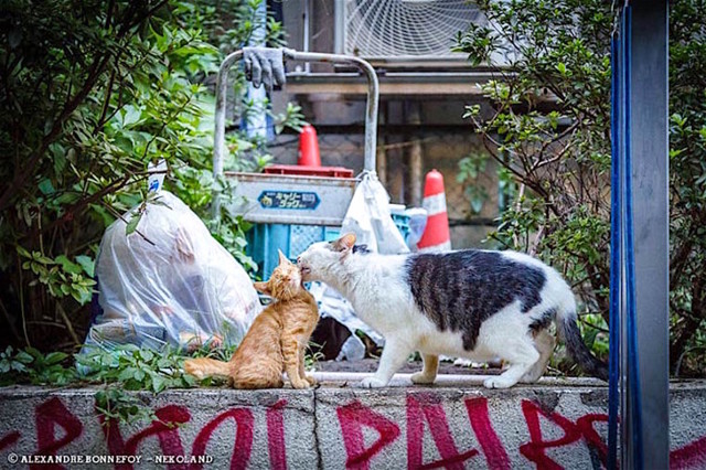 Бродяги