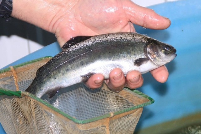 Знакомьтесь: забайкальская форель