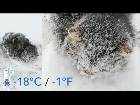 Спасение замерзающего котенка
