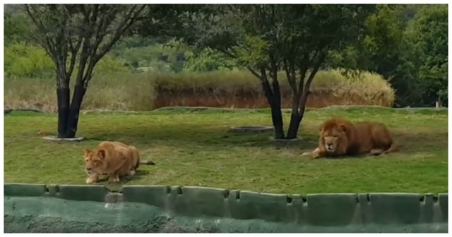 Львица решила атаковать посетителей мексиканского биопарка, но не рассчитала длину прыжка