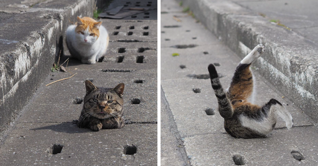 Как бездомные коты развлекаются в Японии