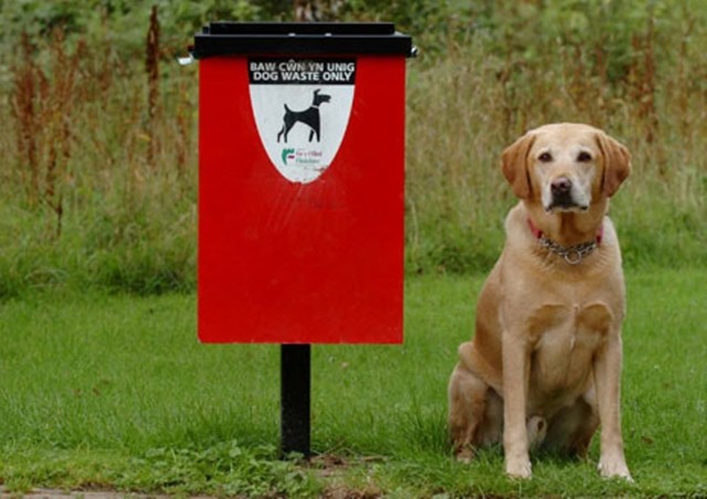 Владельцев собак заставят убирать за питомцами с помощью штрафов