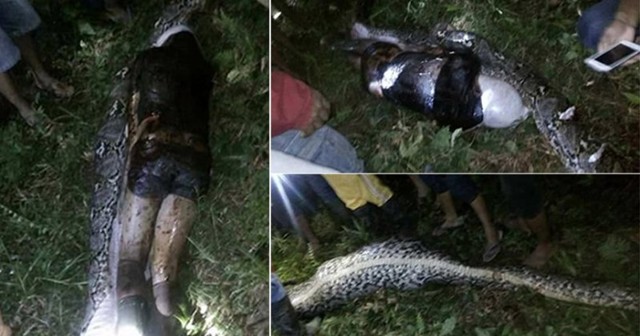Жители деревни нашли пропавшего мужчину внутри гигантского питона
