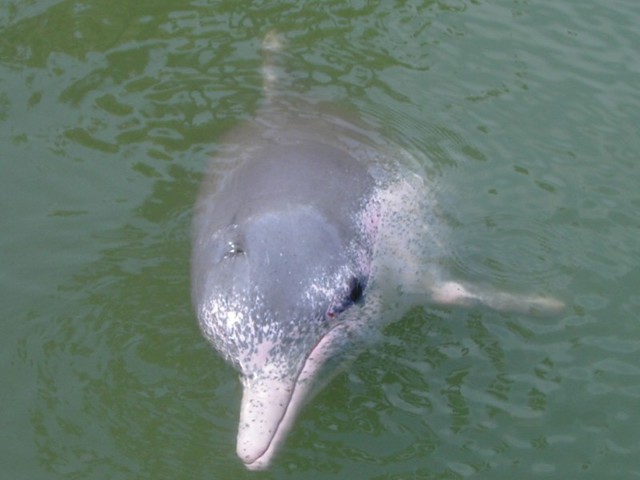 Разделанного дельфиненка продавали на китайском рынке