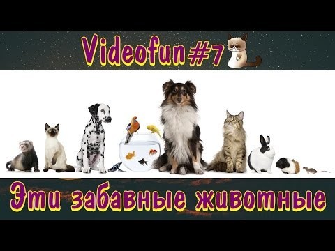Эти забавные животные