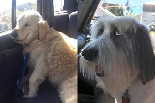 Забавные морды собак после наркоза