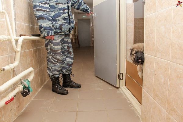 Первый рабочий день полицейских щенков в Перми