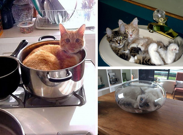 Коты, которых можно налить в любую емкость