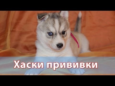 Хаски: прививки – залог здоровья питомцев