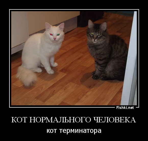 Кот нормально. Кот нормального человека. Котик нормально. Пожалуйста будь нормальной котики. Пожалуйста будь нормальной нет котики.