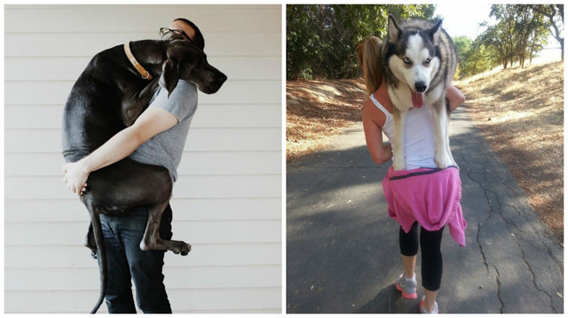 Эти собачки до сих пор думают, что они - щеночки