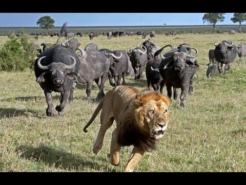 Такая озвучка любую передачу о животных сделает остросюжетным триллером