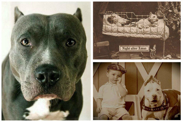 Исторические фотографии  о Nanny Dogs: лучшие няньки - это питбули