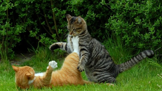 Весна + котэ
