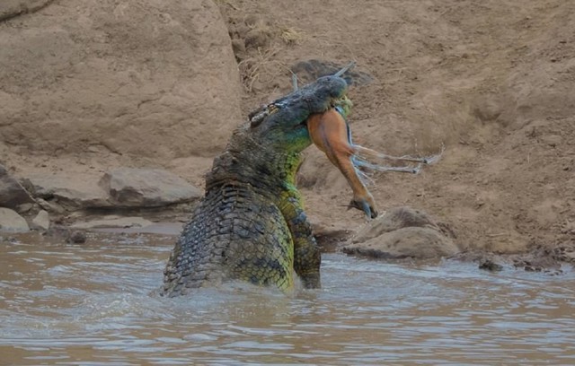 Как пообедал 5-метровый крокодил в кенийском заповеднике Масаи-Мара