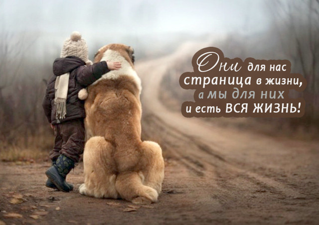 Чудесная коллекция фото собак!