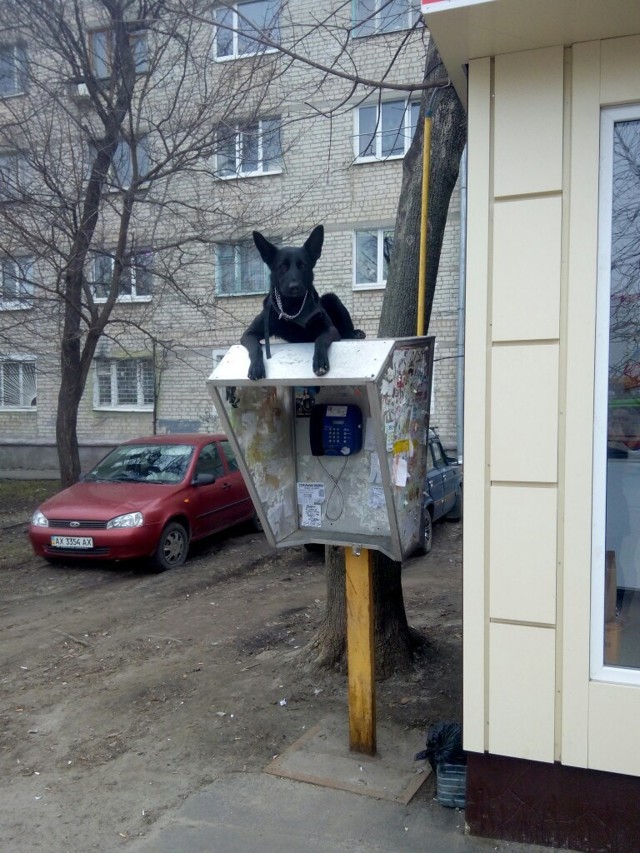 Российская действительность и собаки