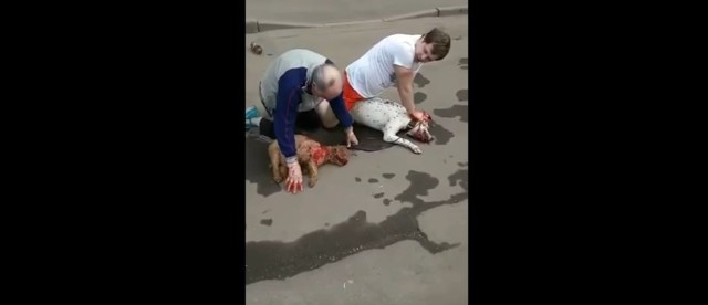 Стаффордширский терьер насмерть загрыз слепого пуделя на глазах хозяина