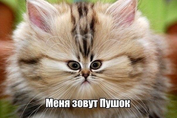 Котоматрица