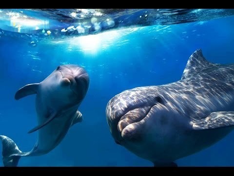 Алматинский дельфинарий "Nemo"
